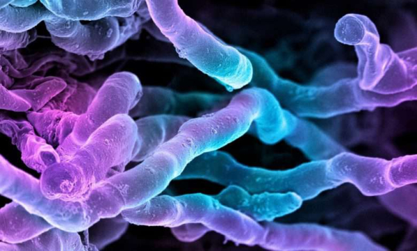 Новый мощный антибиотик десятилетиями &quot;прятался на виду&quot;