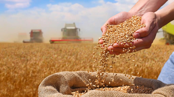 Фермеры меньше зарабатывают на рекордных урожаях зерна в Казахстане