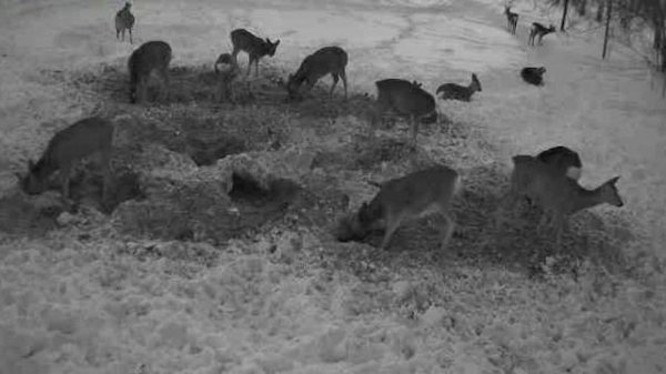 Обед косуль попал в объектив фотоловушки в Татарстане