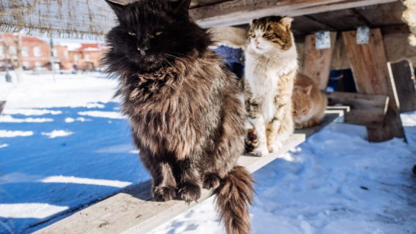 Моча капает с потолка: без жилья рискует остаться челнинка, приютившая дома 40 котов 10/02/2026 &ndash; Новости