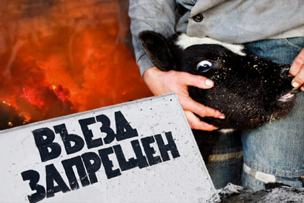 В&nbsp;Татарстане хотят ограничить ввоз скота из&nbsp;регионов, неблагополучных по&nbsp;ящуру, сибирской язве и&nbsp;бруцеллезу