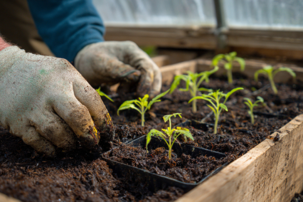Что сеять на рассаду в марте 2026 года &mdash; полный список по датам