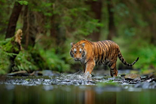 15 редких животных Красной книги России: фото и причины исчезновения