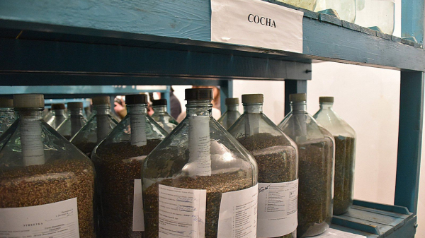 В Татарстане обновят страховой фонд семян лесных растений