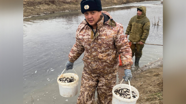 В Жайык-Каспийском бассейне спасены 300 тысяч мальков рыб