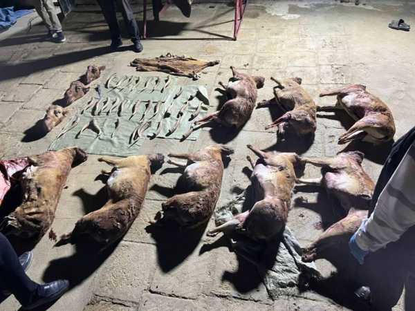 Во дворе одного из домов Мангистауской области нашли туши и рога сайги   