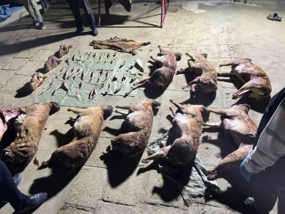 Во дворе одного из домов Мангистауской области нашли туши и рога сайги   
