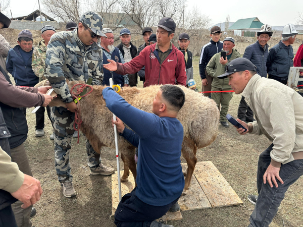 В Тогуз-Торо прошел смотр элитных баранов породы Арашан