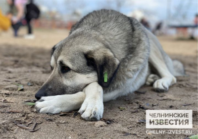 Весенние клещи опасны для собак: как защитить питомца