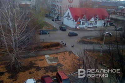 Бездомных собак в Нижнем Новгороде стало в 15 раз меньше