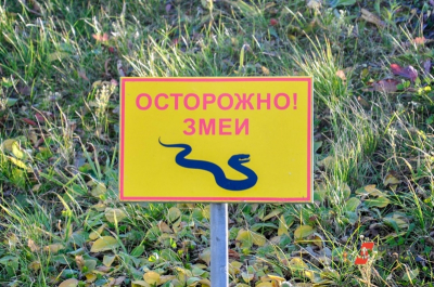 Не геройствуйте: эколог рассказал, как вести себя при встрече со змеями