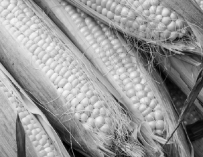 Песков: Путин по видеосвязи откроет несколько объектов транспортного комплекса