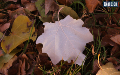 Погода в Актобе на 30 октября - 2 ноября. Готовим зонтики