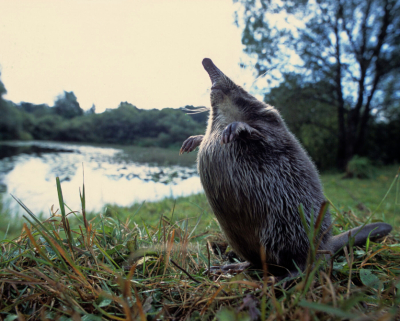 Вымирающая русская выхухоль стала источником вдохновения для поэтов и писателей