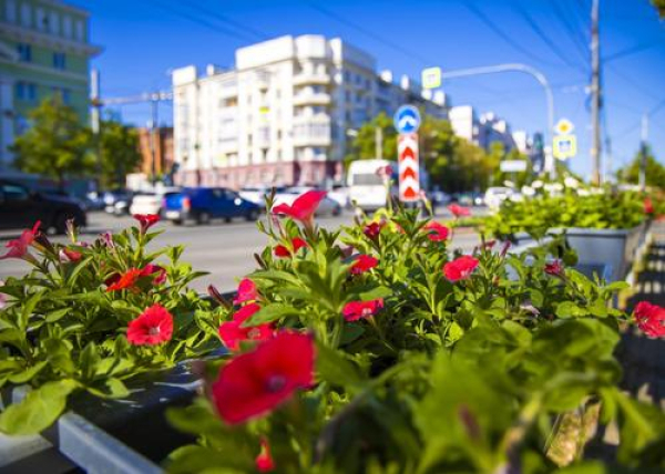 Вандалов заставят платить за испорченные цветы