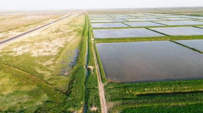 «Теневой рынок воды»: более 2,3 миллиона м³ незаконно использовали для рисовых полей в Кызылординской области