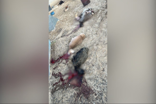 Жылыойские “динго” рвут скот и пугают людей