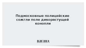Подмосковные полицейские сожгли поле дикорастущей конопли