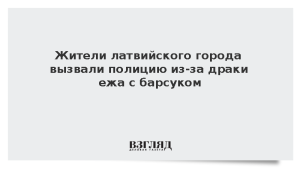 Жители латвийского города вызвали полицию из-за драки ежа с барсуком