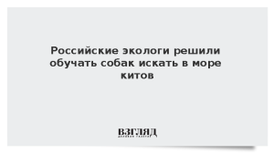 Российские экологи решили обучать собак искать в море китов