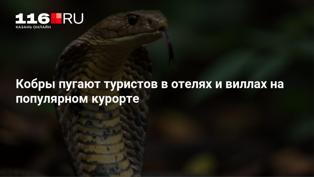 Кобры пугают туристов в отелях и виллах на популярном курорте