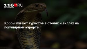 Кобры пугают туристов в отелях и виллах на популярном курорте
