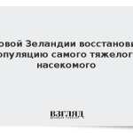 В Новой Зеландии восстановили популяцию самого тяжелого насекомого