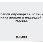 Экологи опровергли наличие диких волков и медведей в Москве