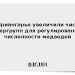 В Приангарье увеличили число опергрупп для регулирования численности медведей
