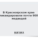 В Красноярском крае ликвидировали почти 900 медведей